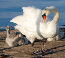 images/schwan.png